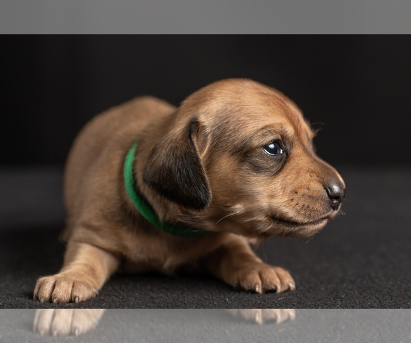 Medium Photo #45 Dachshund Puppy For Sale in CROWLEY, TX, USA