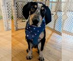 Small #2 Bluetick Coonhound Mix