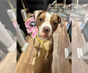 Medium American Pit Bull Terrier
