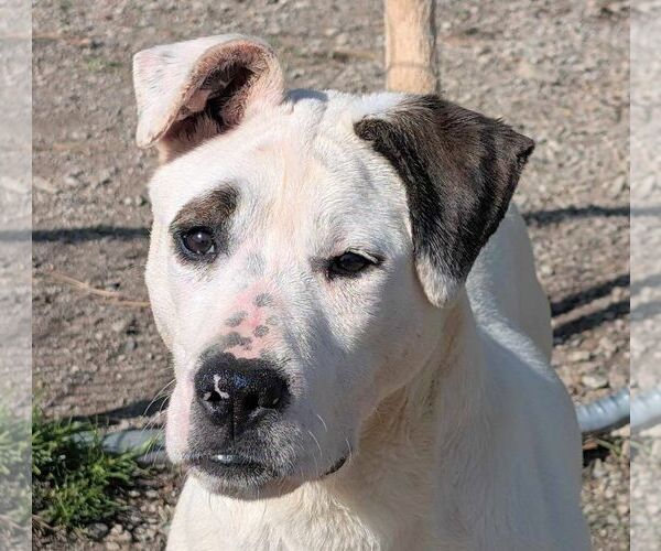 Medium Photo #1 American Bulldog-Unknown Mix Puppy For Sale in Anniston, AL, USA