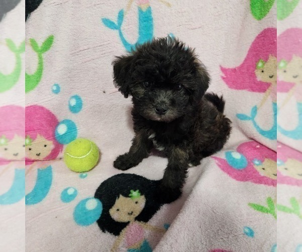 Medium Photo #9 Shorkie Tzu-Zuchon Mix Puppy For Sale in COWARD, SC, USA