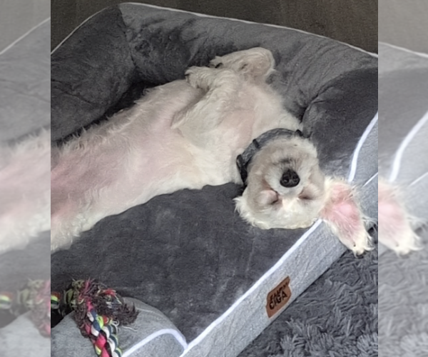 Medium Photo #4 Poodle (Miniature)-Unknown Mix Puppy For Sale in Brooklyn, NY, USA