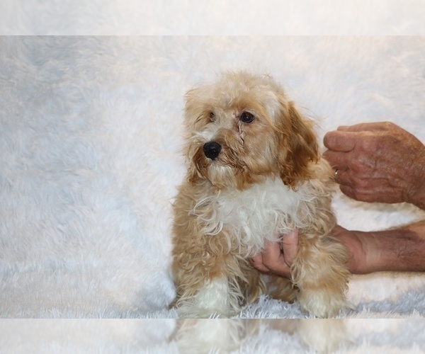 Medium Photo #4 Cockapoo (Miniature) Puppy For Sale in DYERSBURG, TN, USA