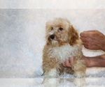 Small #3 Cockapoo (Miniature)