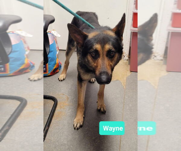 Medium Photo #1 German Shepherd Dog Puppy For Sale in Richmond, IN, USA