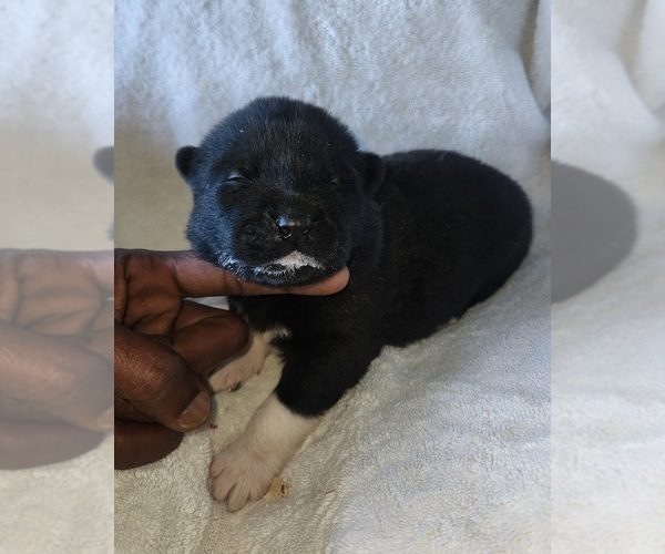 Medium Photo #1 Akita Puppy For Sale in MEM, TN, USA