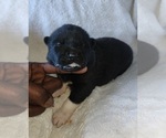 Puppy 1 Akita