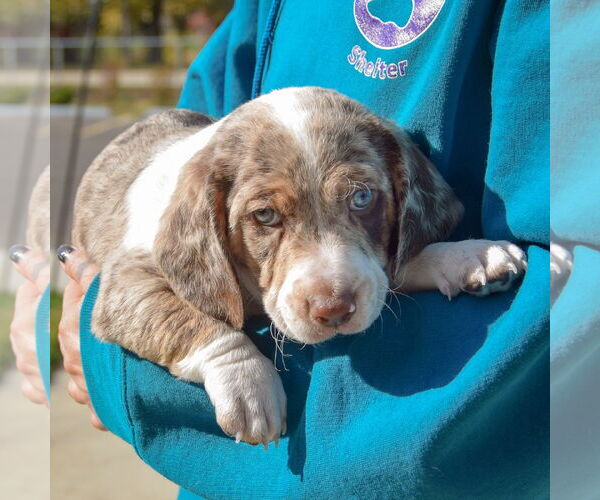 Medium Photo #3 Beagle-Unknown Mix Puppy For Sale in Huntley, IL, USA