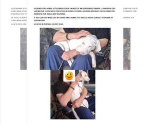 Labrador Retriever-Unknown Mix Dogs for adoption in Rootstown, OH, USA