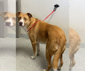 American Pit Bull Terrier-Unknown Mix Dogs for adoption in Pasadena, TX, USA