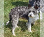 Small #3 Mutt