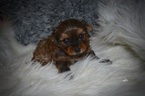 Small #4 Yorkshire Terrier