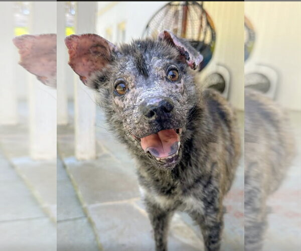 Medium Photo #2 Mutt Puppy For Sale in Holly Springs, NC, USA