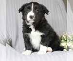 Small Photo #1 Border Collie Puppy For Sale in HONEY BROOK, PA, USA