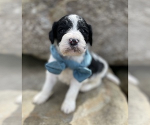 English Setterdoodle Puppy for sale in EAST PALESTINE, OH, USA