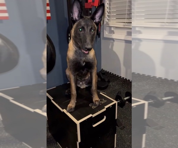 Medium Photo #1 Belgian Malinois Puppy For Sale in OAK FOREST, IL, USA