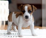 Small #1 Jack Russell Terrier
