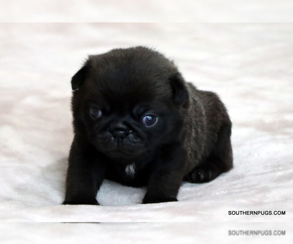 Medium Photo #19 Pug Puppy For Sale in WINNSBORO, TX, USA
