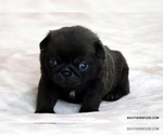 Small Photo #19 Pug Puppy For Sale in WINNSBORO, TX, USA