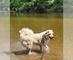 Small #1 Great Pyrenees Mix