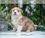 Small Photo #19 Pembroke Welsh Corgi Puppy For Sale in NEW CONCORD, OH, USA