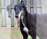 Small #1 Greyhound