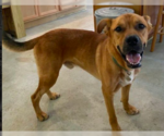 Small Photo #2 Black Mouth Cur-Boxer Mix Puppy For Sale in Bristol, CT, USA