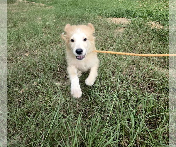 Medium Photo #9 Great Pyrenees Puppy For Sale in Spring, TX, USA