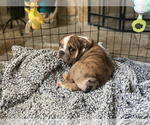 Small Photo #8 Olde English Bulldogge Puppy For Sale in OVERLAND, KS, USA