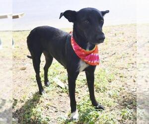 American Staffordshire Terrier-Unknown Mix Dogs for adoption in San Antonio, TX, USA