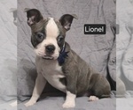 Small #10 Boston Terrier