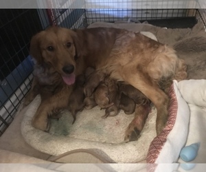 Mother of the Goldendoodle puppies born on 07/19/2022