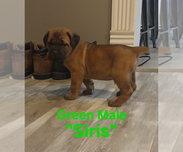 Medium Photo #2 Cane Corso Puppy For Sale in DANVILLE, IL, USA