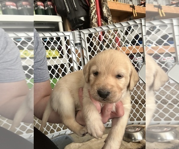 Medium Photo #7 Labradoodle Puppy For Sale in KIRKSVILLE, MO, USA