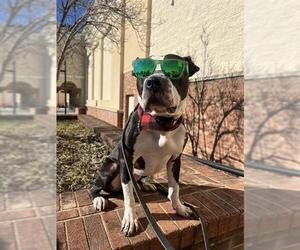 Mutt Dogs for adoption in Charlotte, NC, USA