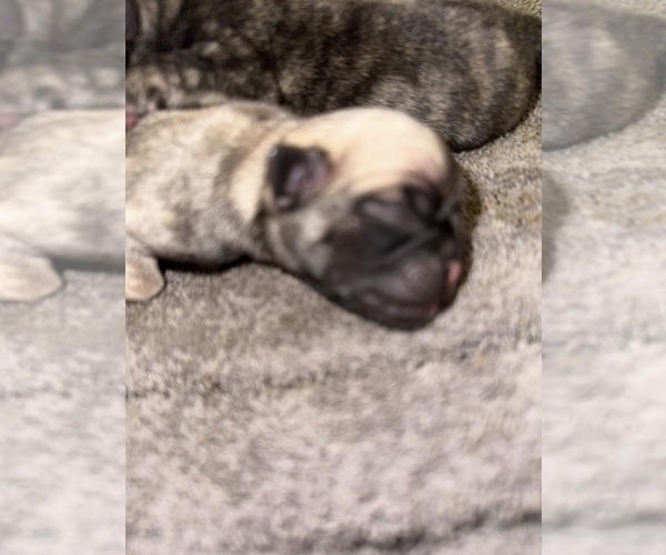 Medium Photo #4 Pug Puppy For Sale in TROY, MO, USA