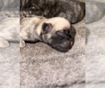 Small #3 Pug