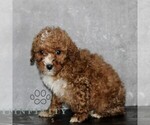 Small #2 Poodle (Miniature)