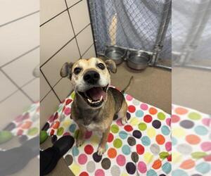 Beagle-German Shepherd Dog Mix Dogs for adoption in Fort Wayne, IN, USA