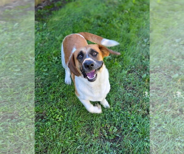 Medium Photo #4 Basset Hound-Unknown Mix Puppy For Sale in Brookville, OH, USA