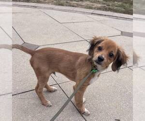 Mutt Dogs for adoption in Newfield, NJ, USA