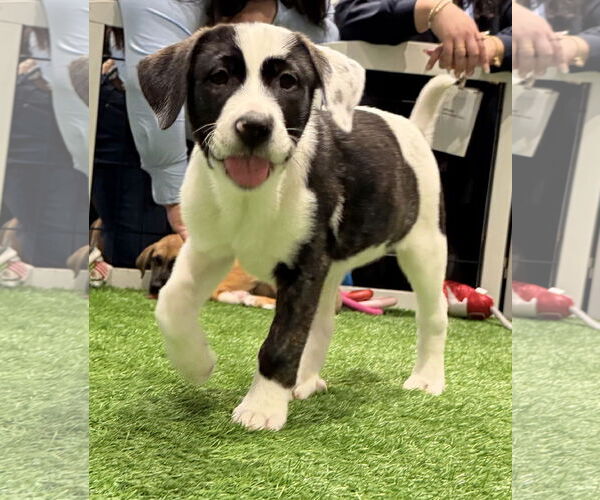 Medium Photo #4 Mutt Puppy For Sale in Sanford, FL, USA