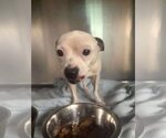 Small #10 Chihuahua Mix