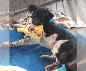 Wirehaired lab Dogs for adoption in Aurora, IN, USA