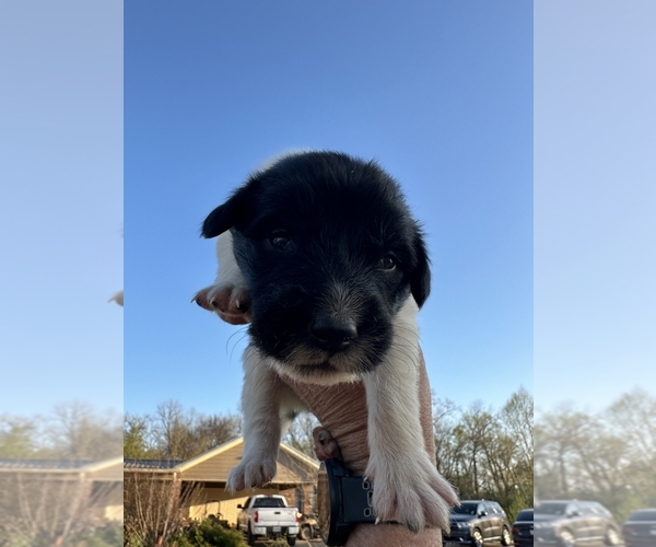 Medium Photo #9 Karakachan Puppy For Sale in ELM GROVE, LA, USA