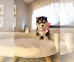 Small Photo #2 Pomsky Puppy For Sale in PRINCETON, MN, USA