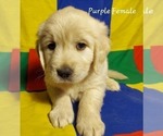 Puppy Full AKC Purple Golden Retriever