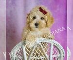 Small Photo #7 Maltipoo (Miniature) Puppy For Sale in WARSAW, IN, USA