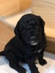 Small Photo #19 Goldendoodle Puppy For Sale in FREDERICKSBURG, VA, USA