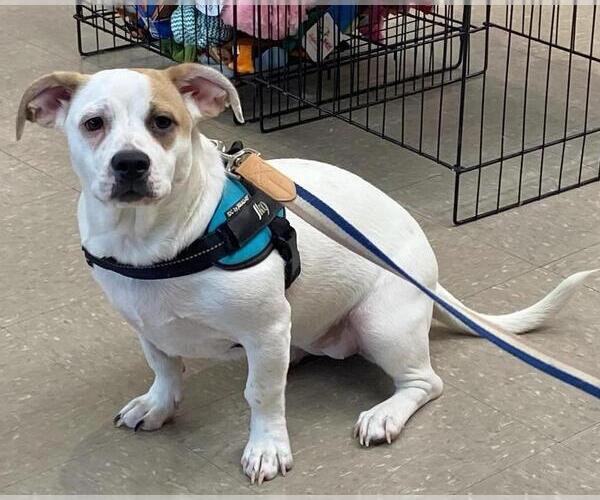 Medium Photo #2 American Pit Bull Terrier-Pekingese Mix Puppy For Sale in Rootstown, OH, USA